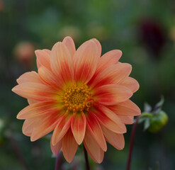 Sticker - Beautiful close-up of an orange dahlia