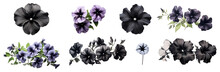 Black Petunia Set Isolated On Transparent Background. Black Color Petunia Flower Png Bundle