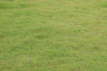 grass field for any background use