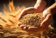 Wheat In The Hands Of A Farmer. Grain Deal Concept. Hunger And Food Security Of The World.