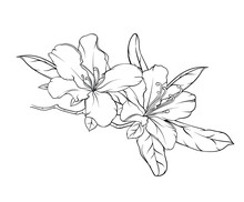 Flowering Branch Of Rhododendron, Hibiscus, Chinese Rose With Flowers And Leaves. Black And White Hand Drawn Illustration, Stained Glass Window, Coloring Book