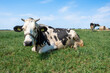 A cow lies in a green pasture as another cow is behind it in the background looking to the side