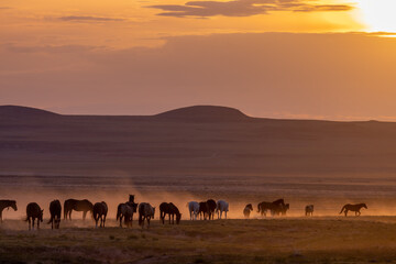 Sticker - Herd of Wild Horses at Sunset in the Utah Desert