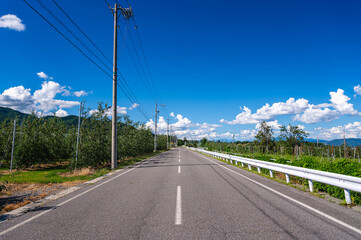 Poster - 林檎の木の間に伸びる真っすぐな道　安曇野