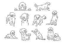 Set Of Golden Retriever Dogs Hand Drawn Line Art. Outline Sketch Doodle Cartoon Of Dog Labrador Vector Illustration