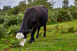 Cow Grazin in the New Forest