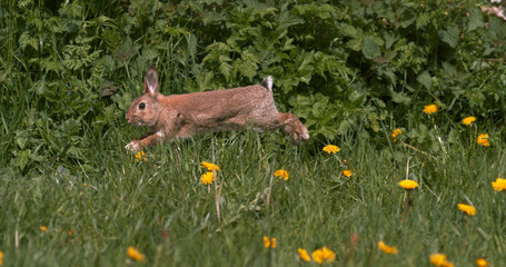 Wall Mural - European Rabbit or Wild Rabbit, oryctolagus cuniculus, Adult running through Flowers, Normandy