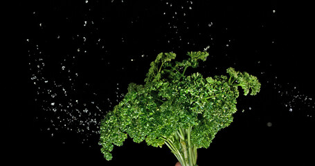 Wall Mural - Friesian Parsley, Petroselinum crispum, with Water Splashing on Black Background