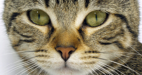 Wall Mural - Brown Tabby Domestic Cat, Portrait of A Pussy On White Background, Close up of Eyes