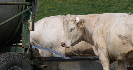 Sticker - Charolais Cattle, a French Breed, Herd walking through Meadow, Normandy in France