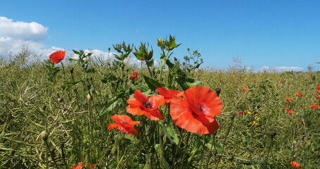 Wall Mural - Poppies, papaver rhoeas, in bloom, Normandy in France