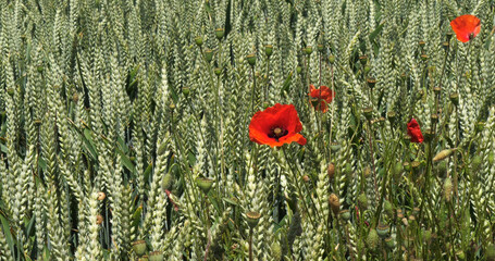 Wall Mural - Poppies in a Wheat Field, papaver rhoeas, in bloom, Normandy in France