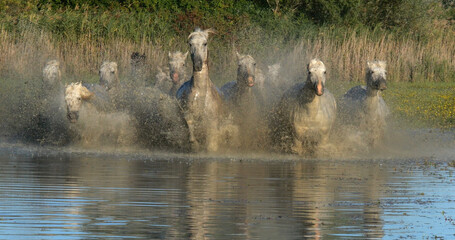 Sticker - Camargue Horse, Herd trotting or galloping through Swamp, Saintes Marie de la Mer in Camargue, in the South of France