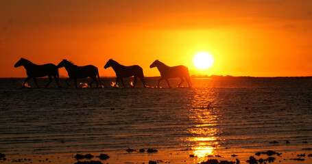 Sticker - Camargue Horse, Herd trotting or galloping in Ocean at Sunrise, Saintes Marie de la Mer in Camargue, in the South of France