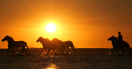 Wall Mural - camargue horse, herd trotting or galloping in ocean at sunrise, saintes marie de la mer in camargue,