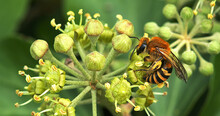 European Honey Bee, Apis Mellifera, Adult Gathering Pollen On Ivy's Flower, Hedera Helix, Normandy
