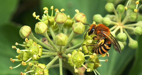 Canvas Print - European Honey Bee, apis mellifera, Adult gathering pollen on Ivy's Flower, hedera helix, Normandy