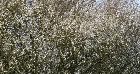 Wall Mural - Blossom Tree, Normandy in France Blossom Tree, Normandy