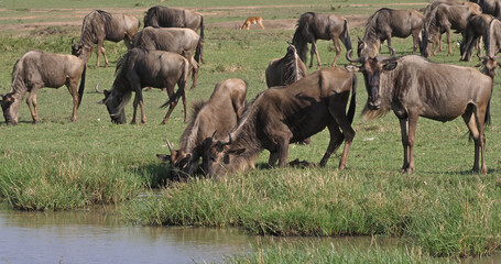 Canvas Print - Blue Wildebeest, connochaetes taurinus, Herd during Migration, Masai Mara park in Kenya