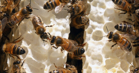 Wall Mural - |European Honey Bee, apis mellifera, Bees on a wild Ray, Bees working on Alveolus, Wild Bee Hive in Normandy