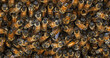 |European Honey Bee, apis mellifera, bees grazing on the hive entrance, Bee Hive in Normandy
