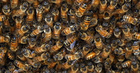 Canvas Print - |European Honey Bee, apis mellifera, bees grazing on the hive entrance, Bee Hive in Normandy