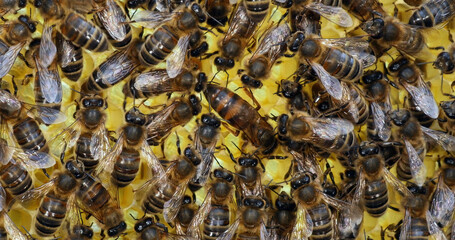 Wall Mural - |european honey bee, apis mellifera, bees on a brood frame, queen in the center,, bee hive in norman
