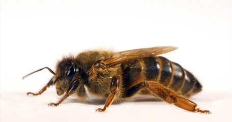 Sticker - European Honey Bee, apis mellifera, Queen against White Background, Normandy