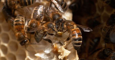 Wall Mural - European Honey Bee, apis mellifera, Black Bees on a wild Ray, Alveolus filled with Honey, Bee Hive in Normandy