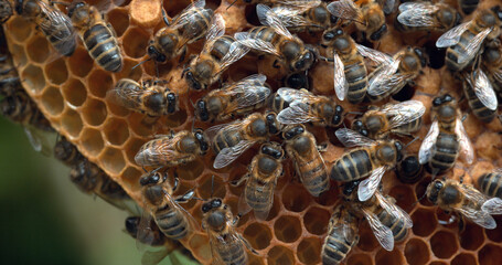 Wall Mural - European Honey bee, Apis mellifera, Bees working on a Wild Ray, Natural Brood, Normandy