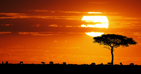 Poster - Blue Wildebeest, Connochaetes taurinus at Sunset, Masai Mara Park in Kenya