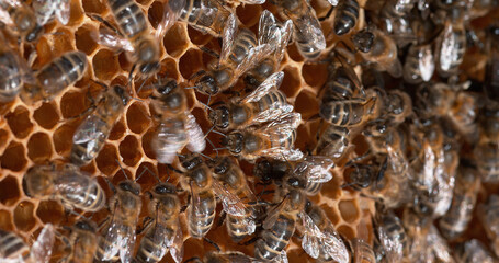 Wall Mural - |European Honey Bee, apis mellifera, Bees on a wild Ray, dance to indicate the foraging area - Bee Hive in Normandy