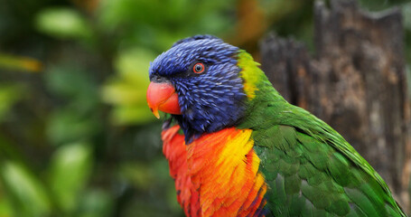 Wall Mural - Rainbow Lorikeet, trichoglossus haematodus moluccanus, Adult standing on Branch