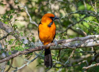 Wall Mural - male altamira oriole in a texas woodland