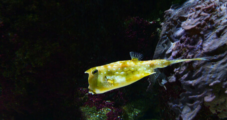 Wall Mural - longhorn cowfish, lactoria cornuta, adult swimming