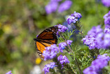 Fototapeta Lawenda - butterfly on flower
