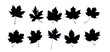 Set of maple leaf silhouettes. Autumn leaves - vector illustration