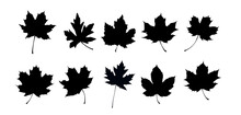 Set Of Maple Leaf Silhouettes. Autumn Leaves - Vector Illustration