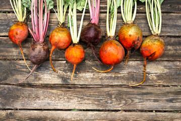 Wall Mural - Beetroots on wooden background. Ripe yellow, orange and purple beets.