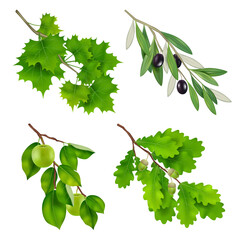 Sticker - Green branches. Realistic plants branches with leaves decent vector template set