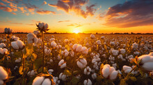 Fair Trade Certified Cotton Field At Sunset, Warm Golden Hour Light