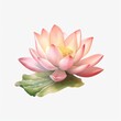 Lotus flower realistic colored watercolor style illustration on a white background.