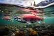 red spawning salmon run journey up river in an Alaska river, cycle of life, Stunning Scenic World Landscape Wallpaper Background