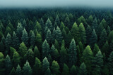 Fototapeta  - Serene landscape of forest filled with pine trees, enveloped in thick fog. This image captures beauty and tranquility of nature. Perfect for nature-themed projects.
