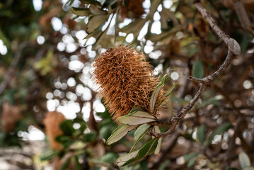 Canvas Print - Banksia flower