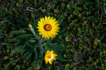 Canvas Print - Yellow Paper Daisy