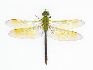 Female common green darner - Anax junius - is a species of dragonfly in the family Aeshnidae. One of the most common species throughout North America isolated on white background top dorsal view