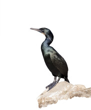 Black Cormorant Coastal Bird Perched  On A Cliff Edge