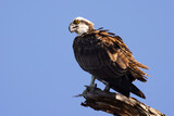 Fototapeta  - An osprey (Pandion haliaetus) perched on a dead tree above the Myakka River in Venice, Florida
