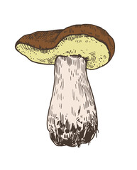 Wall Mural - Mushrooms illustration in engraving style. Color drawing of boletus fungus.